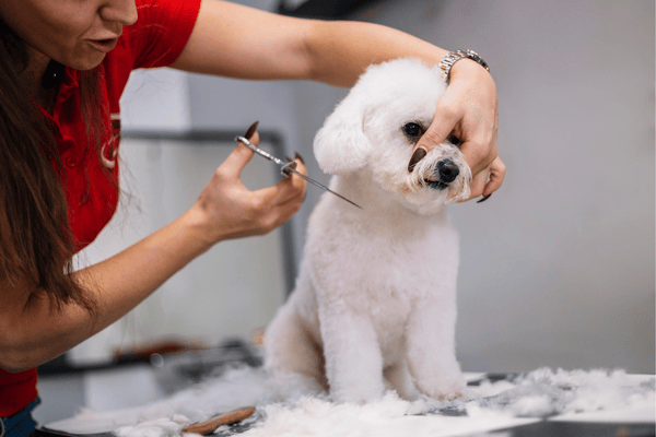 Dog Grooming