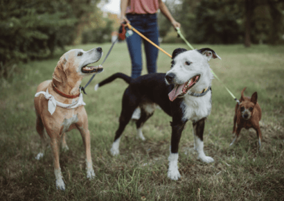 Dog Walking & Dog Training