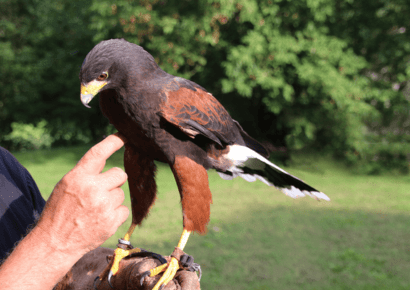 Falconry