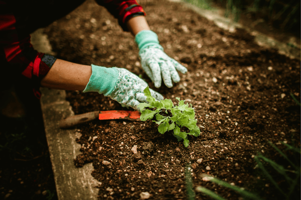 Gardening and Horticulture
